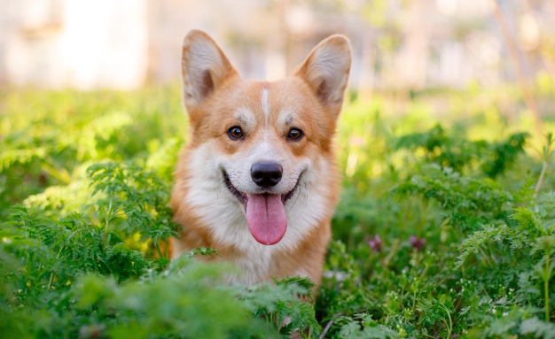 Как да отглеждаме здраво и щастливо куче – съвети за начинаещи