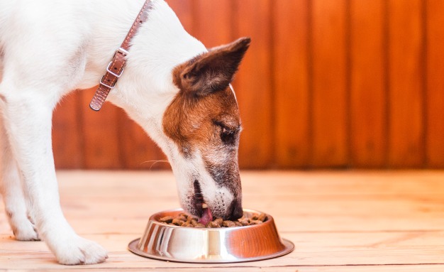 Как да изберем най-добрата храна за своето куче