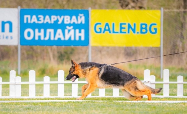 Аптеки Гален – генерален спонсор на изложба за кучета с благотворителна кауза