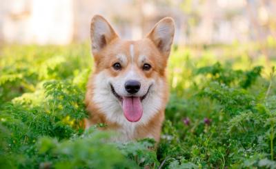 Как да отглеждаме здраво и щастливо куче – съвети за начинаещи